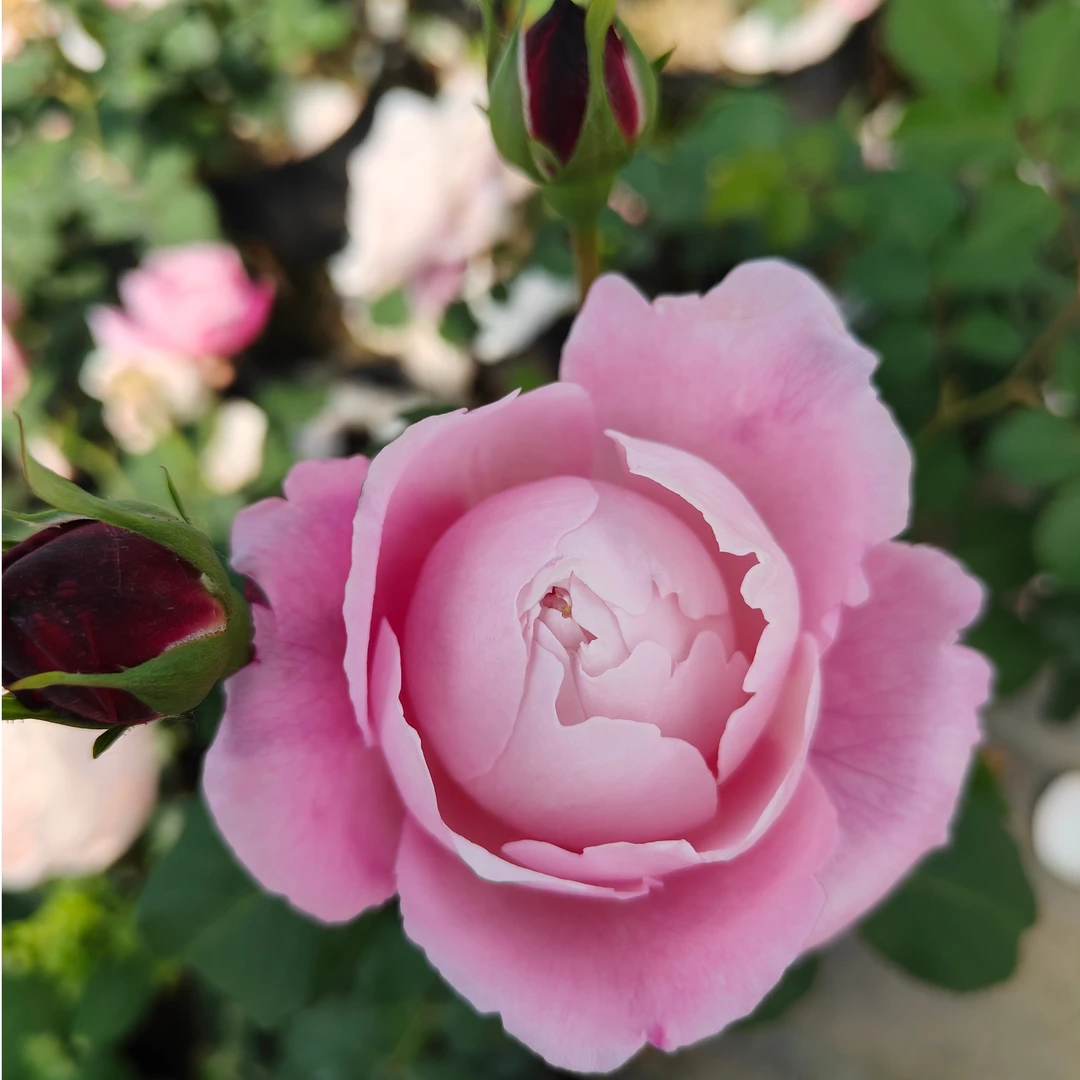 小花微月大花浓香灌木月季