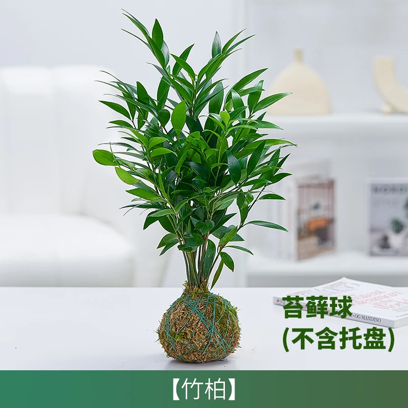 竹柏苔藓球（不含盆）花卉植物室内桌面花四季好养绿植禅意小盆景