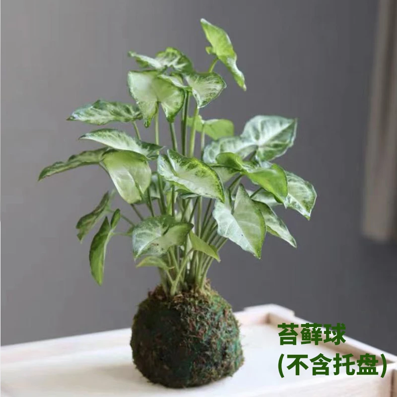 绿精灵苔藓球（不含盆）竹芋