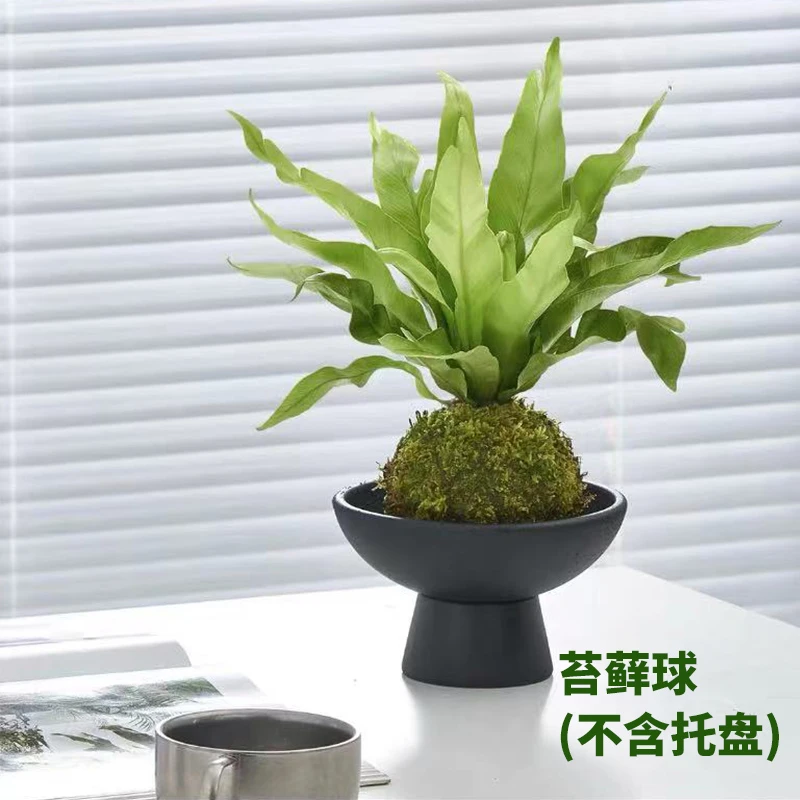 鸟巢蕨苔藓球（不含盆）植物