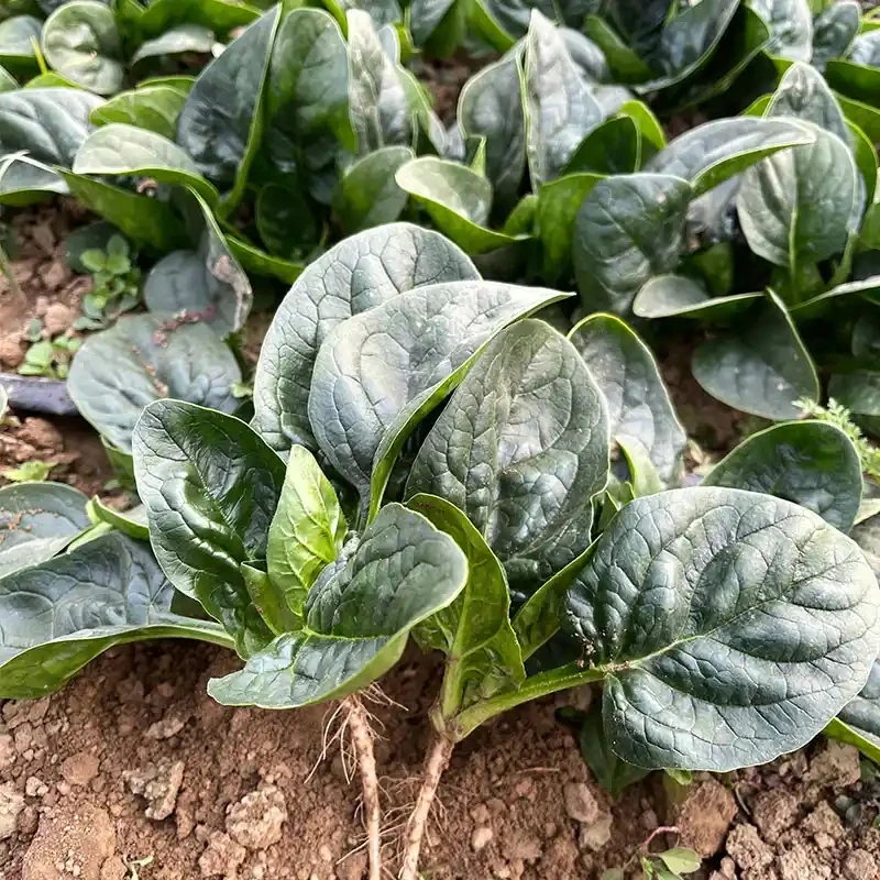 河南霜打菠菜现挖新鲜农家自种炒菜煲汤营养健康包邮