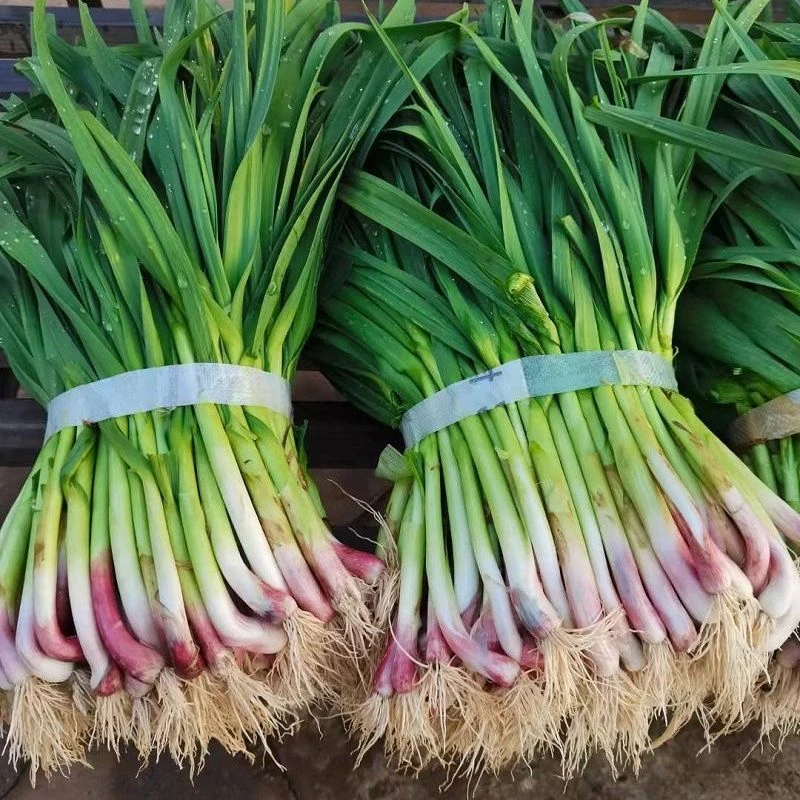 河南红根现挖鲜蒜苗农家自种炒菜煲汤新鲜美味包邮