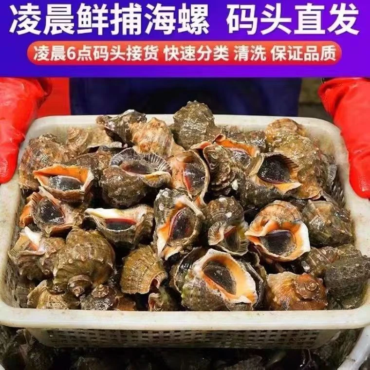 鲜活海螺【鲜活发货】壳薄肉满1斤8-10个，当天上岸！