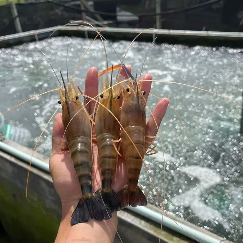 软壳罗氏虾换壳虾，会脱皮，介意勿拍！！！