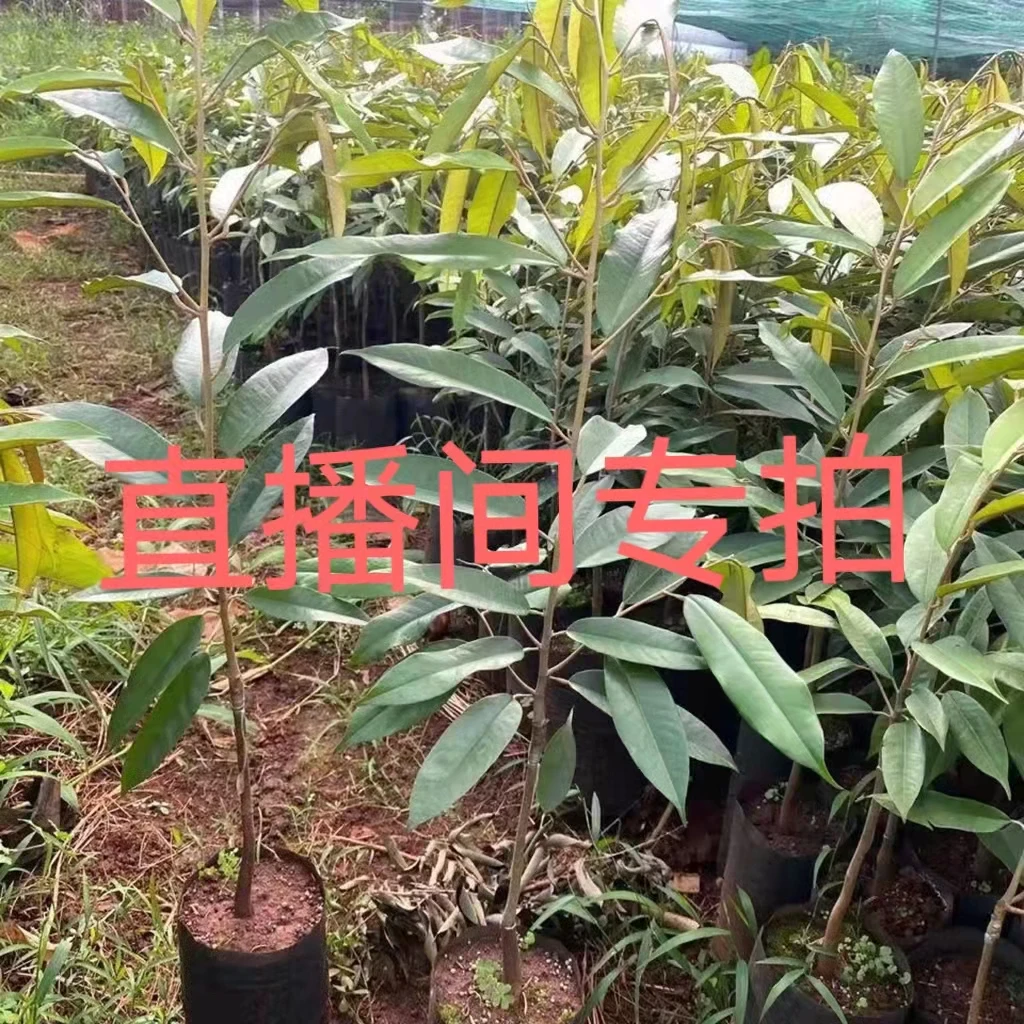 直播间一物一拍绿植园艺