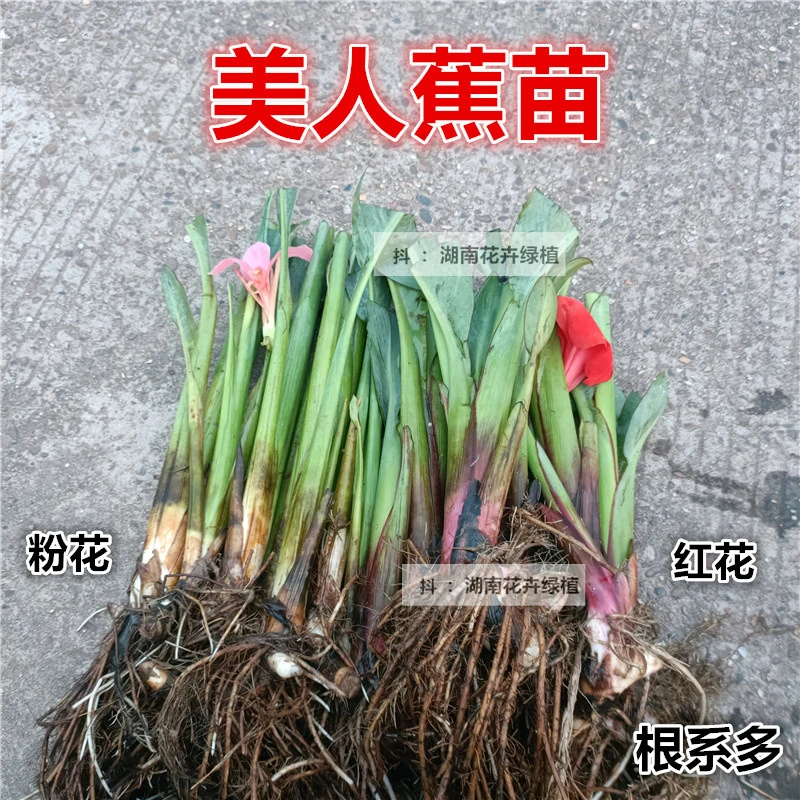 现挖美人蕉苗红花黄花粉花美人蕉苗黄菖蒲苗湿地公园庭院水菖蒲苗