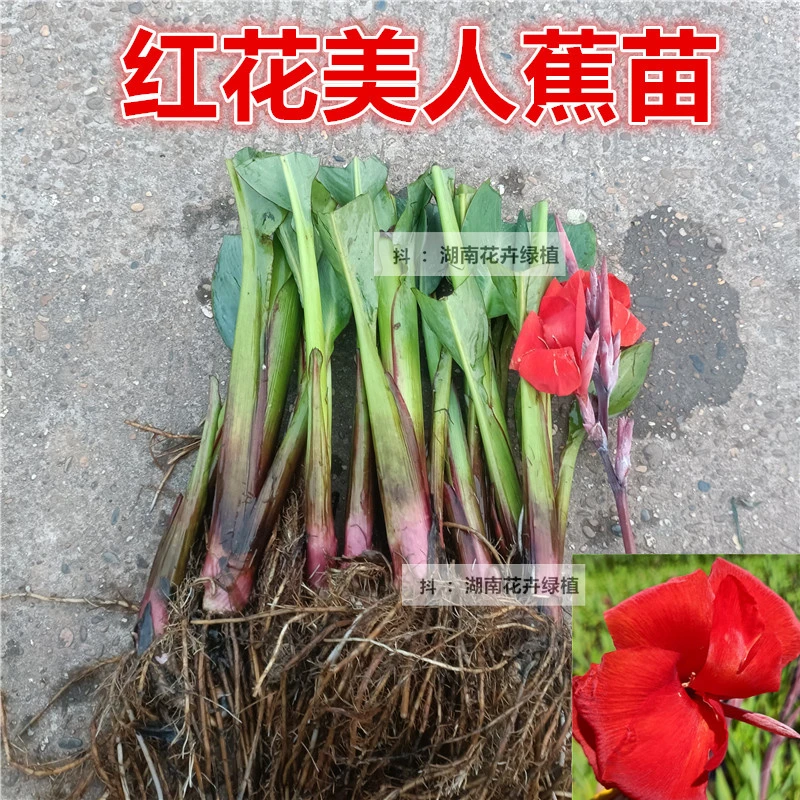 红花美人蕉苗多年生水生植物苗庭院湿地绿化绿植大花美人蕉水菖蒲