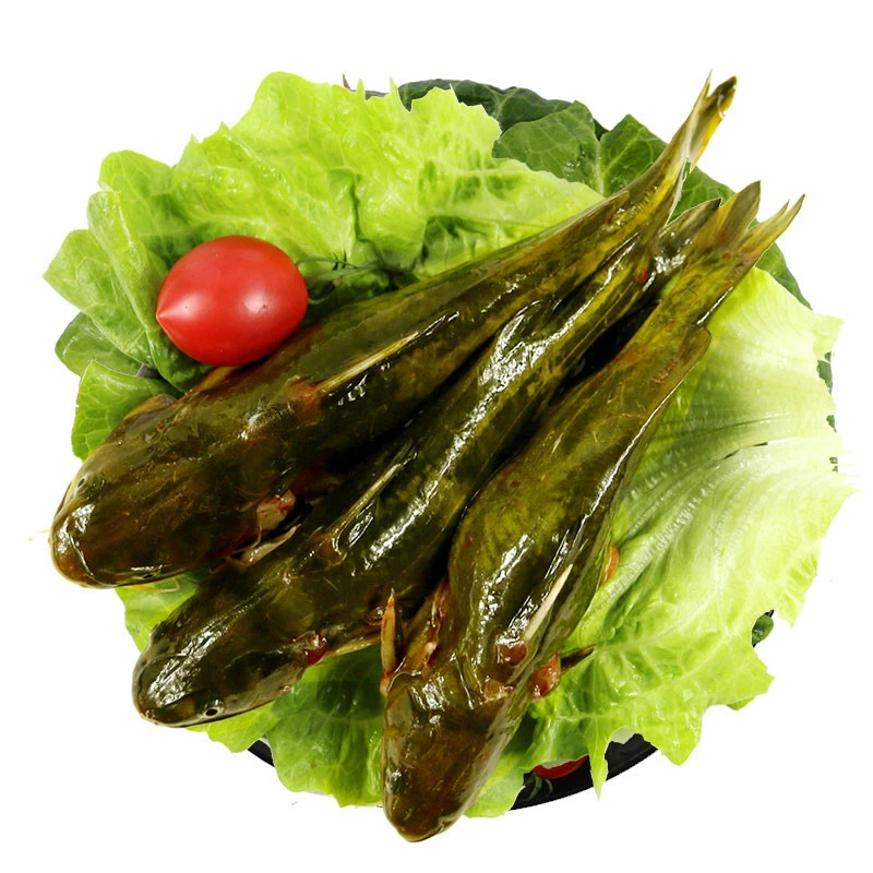 【昂刺鱼】  新鲜昂刺鱼   约500g左右