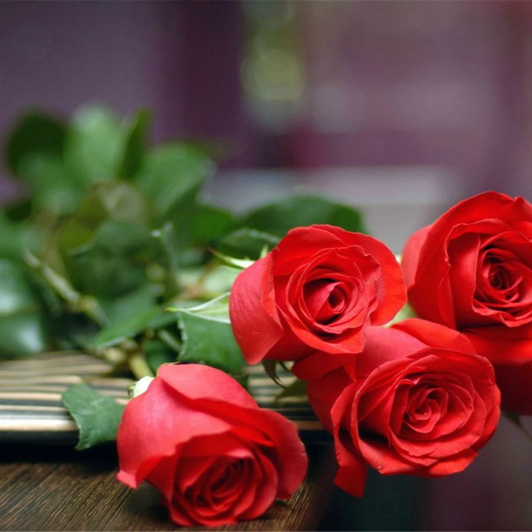 十位数到手1支玫瑰