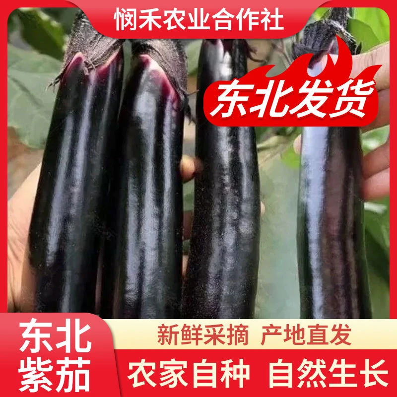 4斤东北紫皮紫裤茄子农家茄子自种蔬菜可生吃新鲜绿瓤长茄子