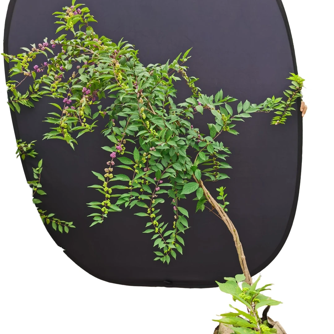 紫珠  好养耐活  耐低温  耐高温 开花结果  庭院种植 室内盆栽