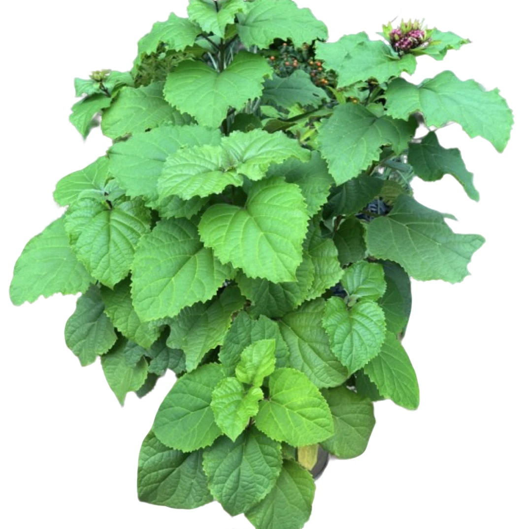 山野绣球 花期长 耐低温 生长能力强 室外庭院种植 室内阳台盆栽