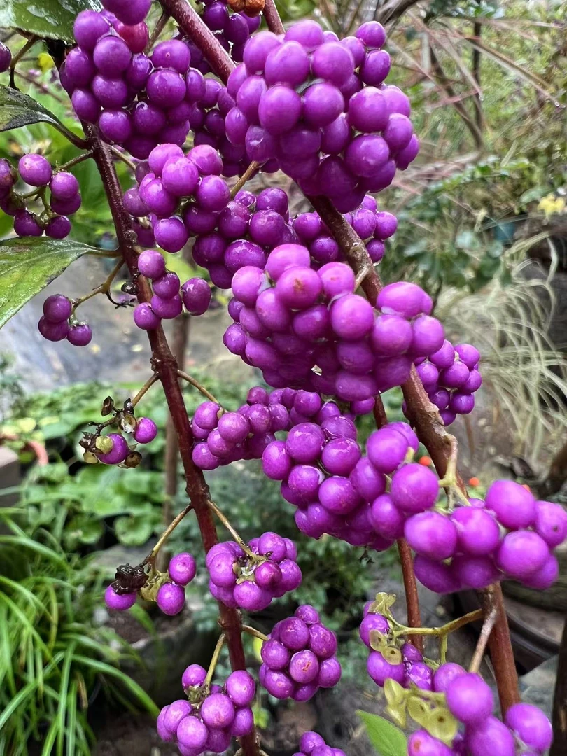 紫珠  耐寒 耐高温 易养耐活 开花结果 庭院 楼顶花园 阳台种植