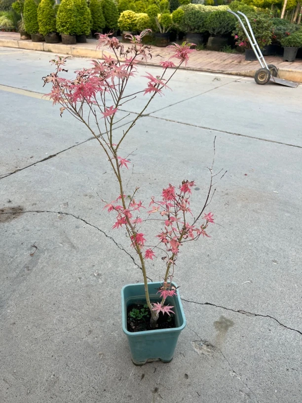 枫树  耐寒 耐旱 抗性强 不耐水涝