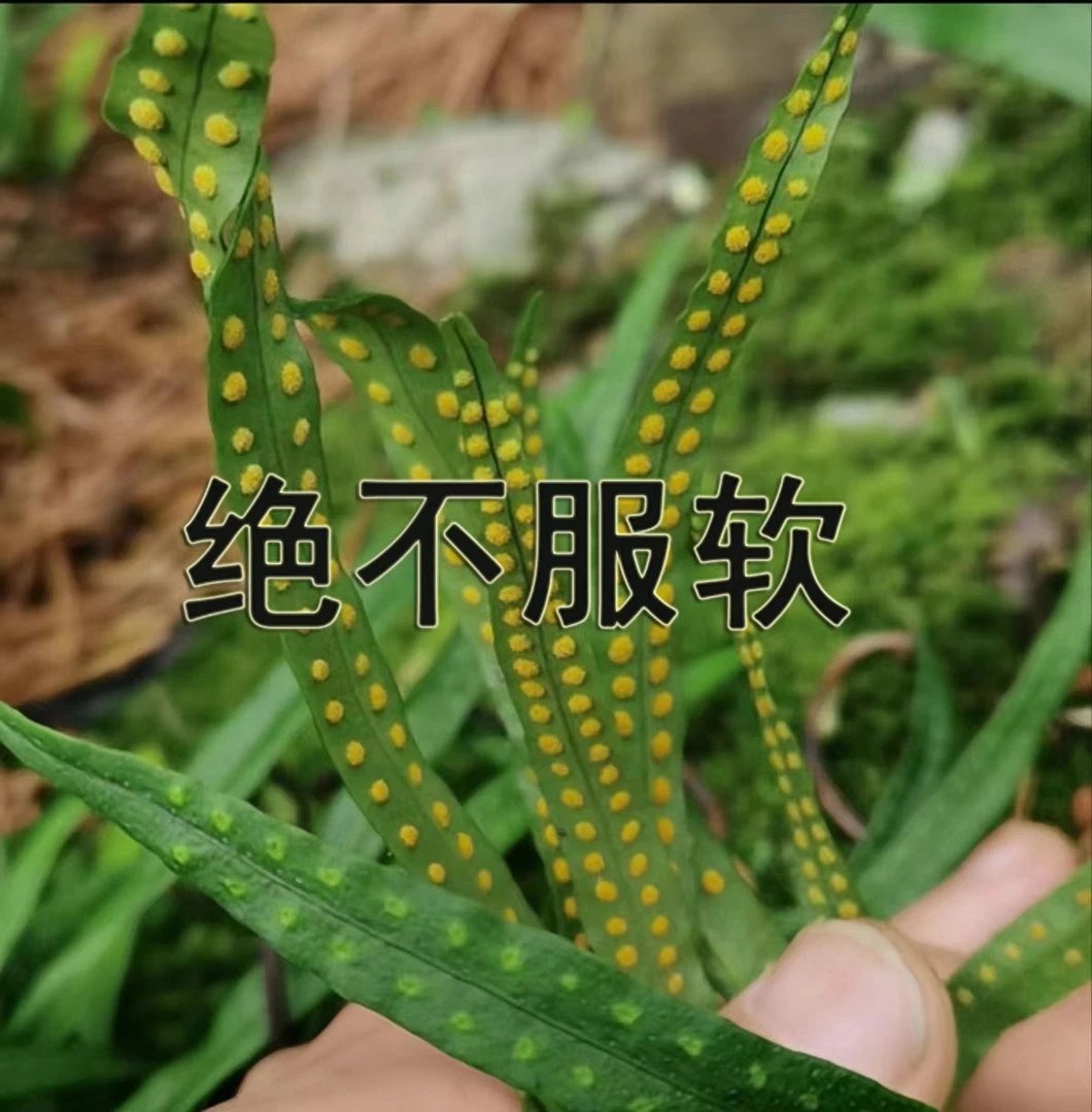 【吉林发货】长白山黄金草深山东北小草 石头草 泡水喝