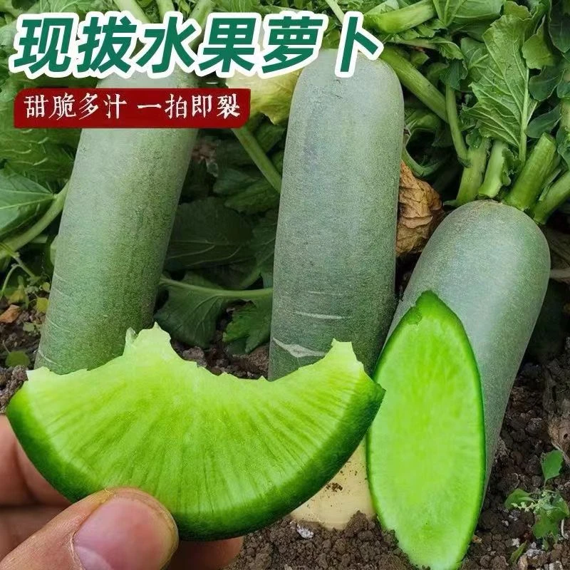 【次日达】正宗山东水果萝卜新鲜现拔青皮萝卜现发新鲜
