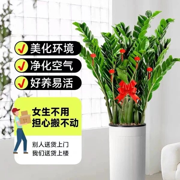 【1.1米-1.4米】【落地款】巨无霸精选金钱树绿植客厅办公室植物易活