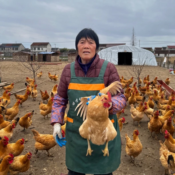 窝头家母鸡散养吃粗粮长大的黄油母鸡