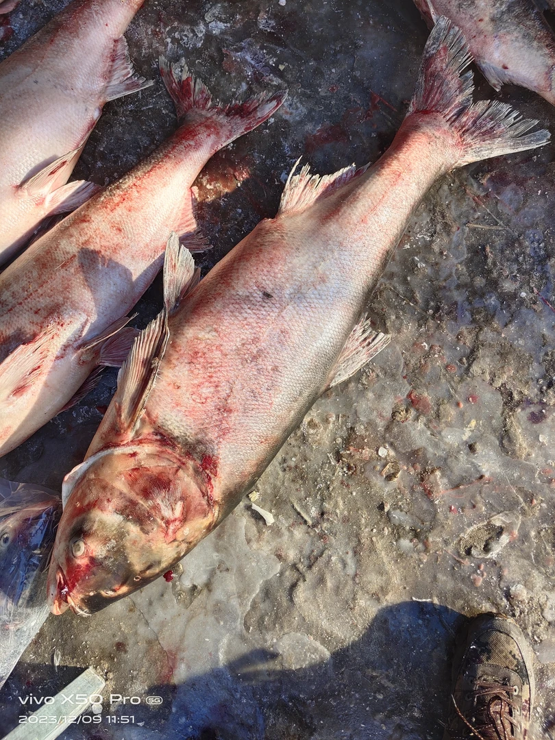 冬捕速冻胖头鱼7---9斤