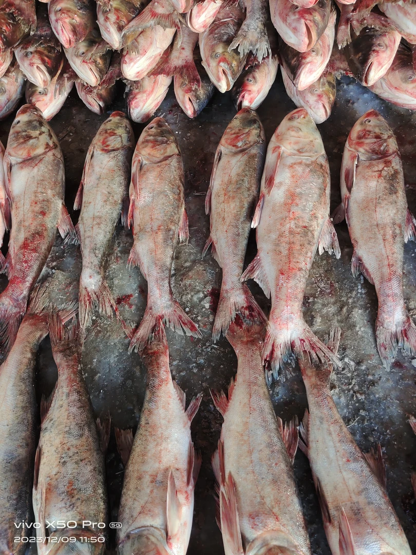 冬捕速冻胖头鱼（10斤-20斤）