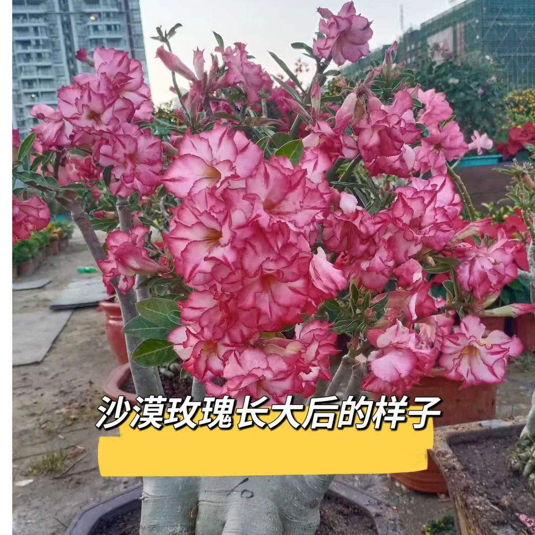 重瓣单瓣沙漠玫瑰9.9元3棵小苗  新疆不发货