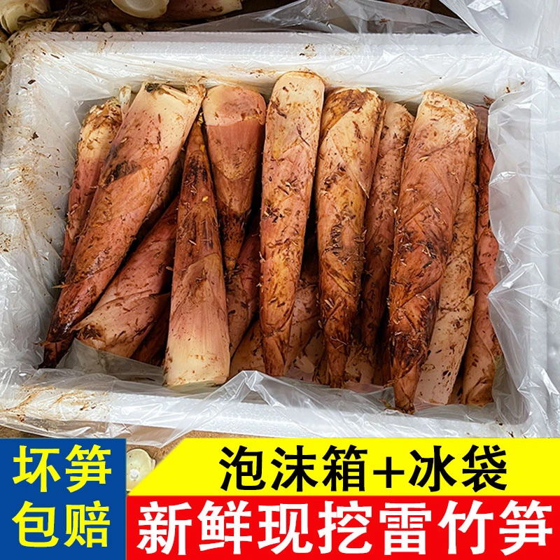 新鲜冬笋雷笋雷竹笋挑选优质发货装箱3斤5斤
