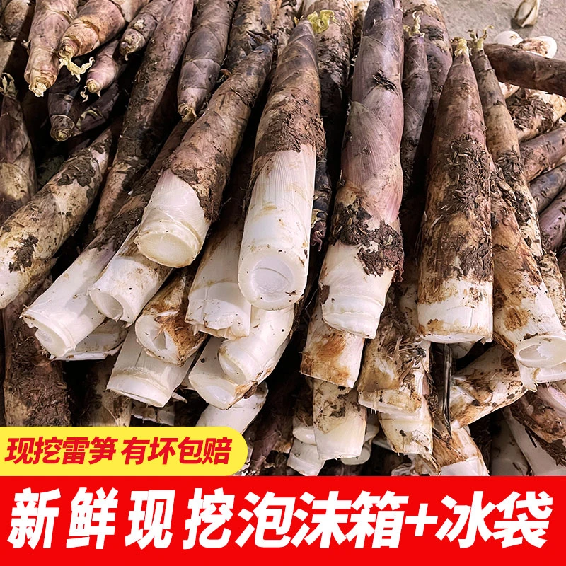 新鲜冬笋雷笋雷竹笋挑选优质福建发货装箱3斤5斤