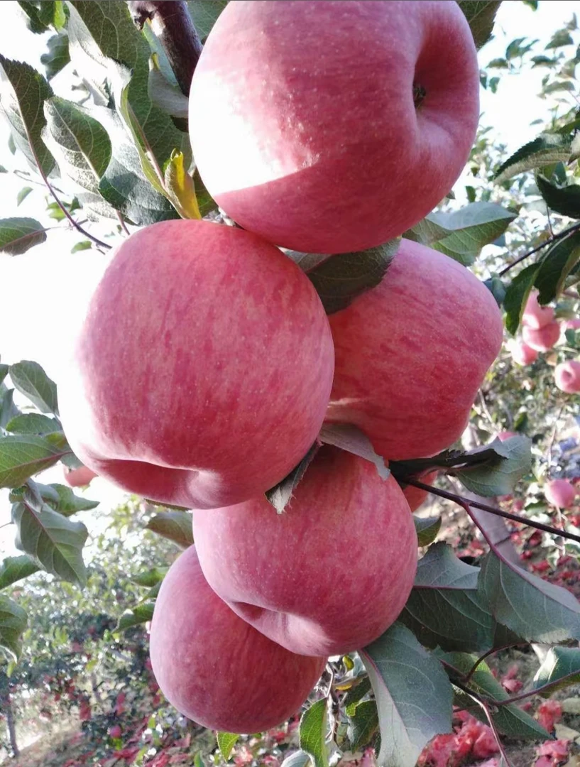山西高原红富士苹果