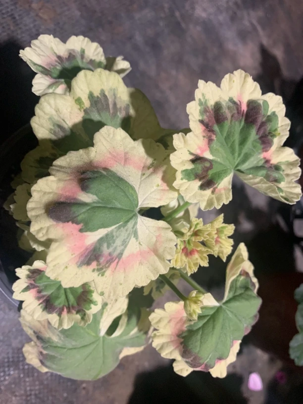 彩叶天竺葵铂金，13厘米盆