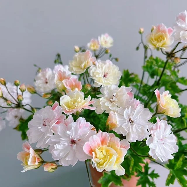 原土原盆天竺葵半兽系阳台小院花卉13厘米盆