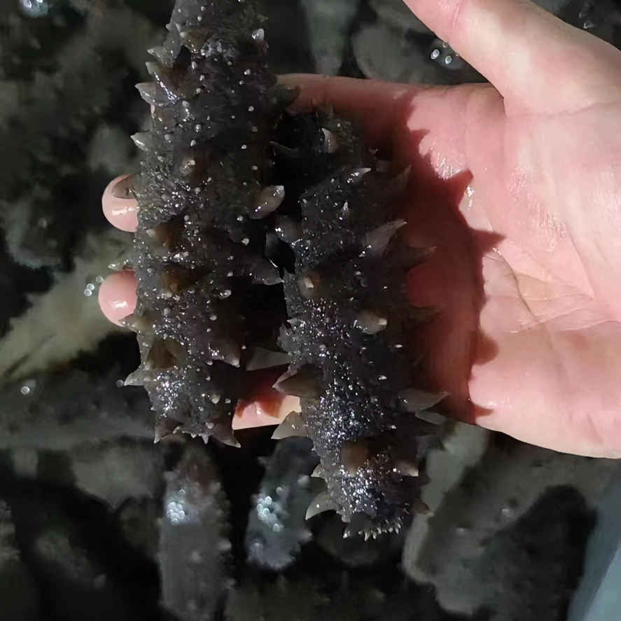 大连即食海参 大连底播海参