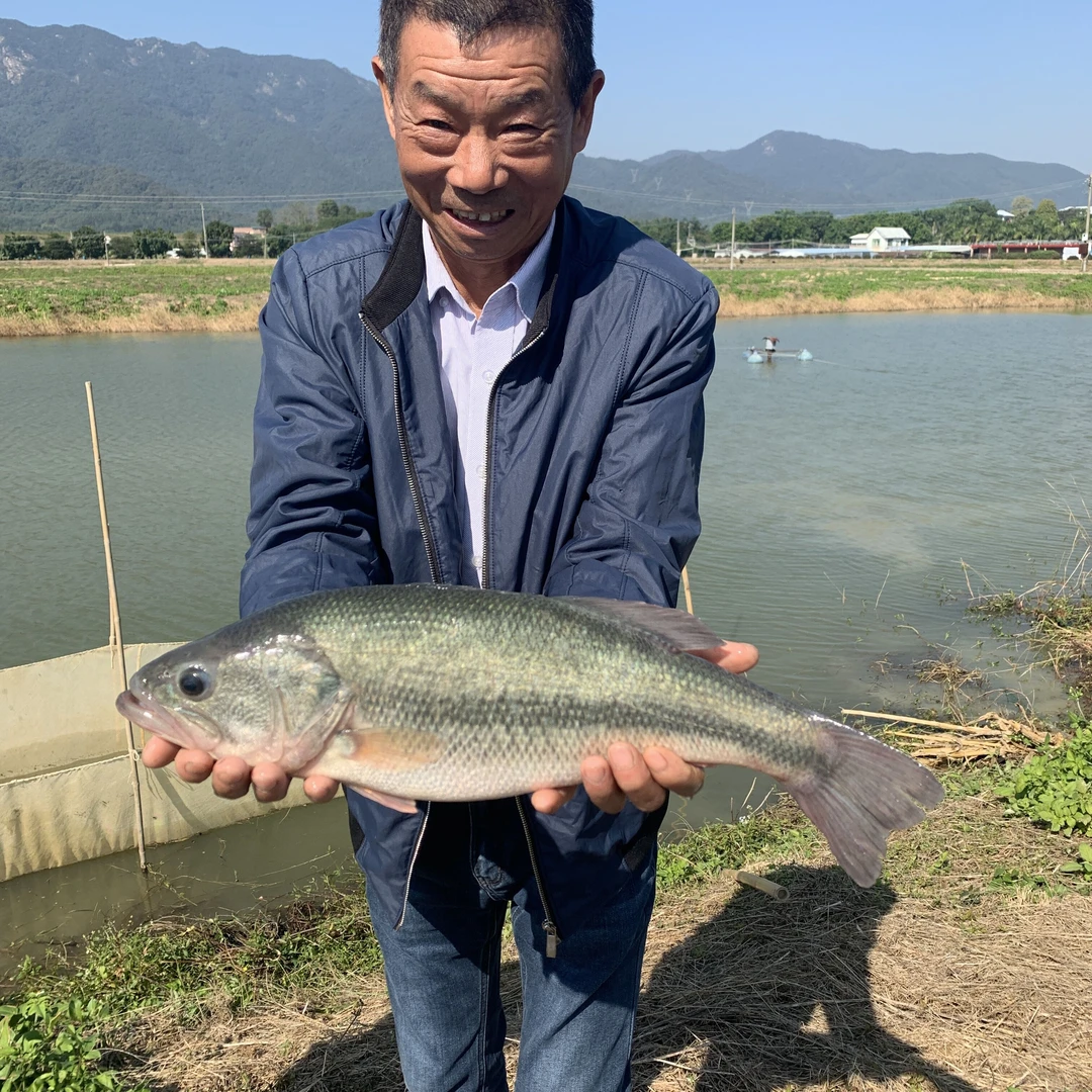 优鲈三号 加州鲈鱼 大口黑鲈 活体包邮