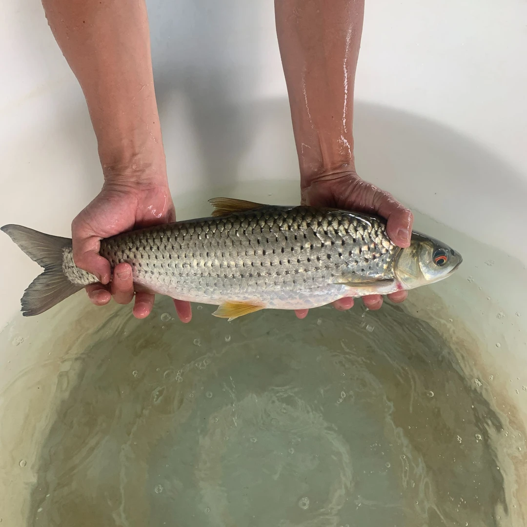 赤眼鳟鱼 野草鱼 赤眼鱼
