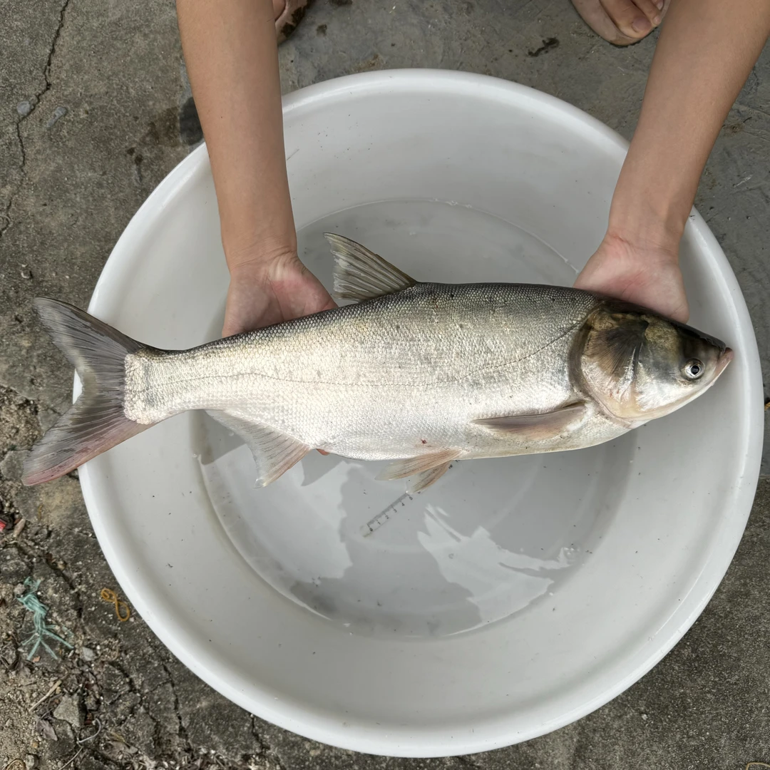 白鲢 鳊鱼 扁鱼 苏鱼  淡水活体鱼水族包邮