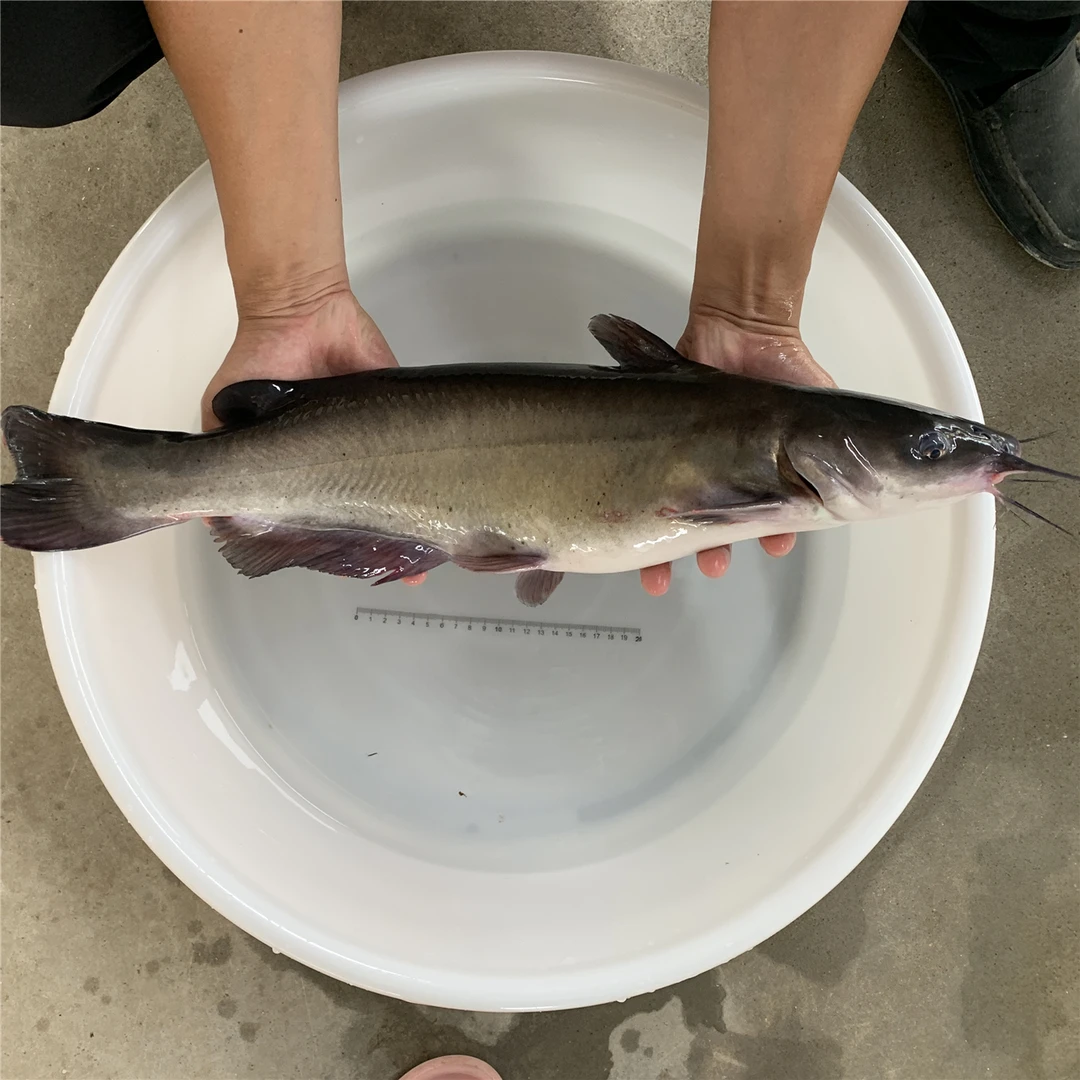 清江鱼 斑点叉尾鮰鱼