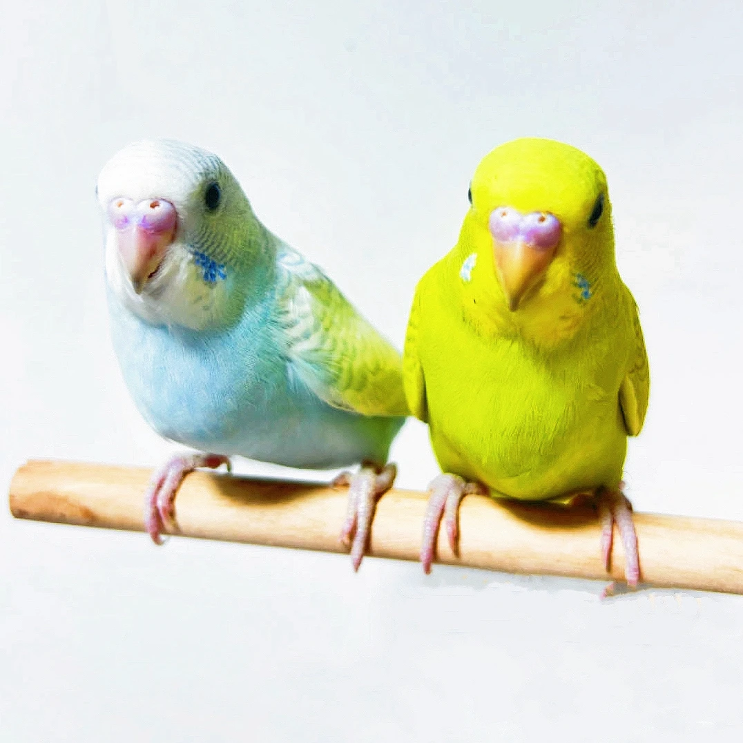 2只  鹦鹉活鸟宠物鸟观赏鸟手养鹦鹉鸟鹦鹉包邮虎皮鹦鹉活鸟