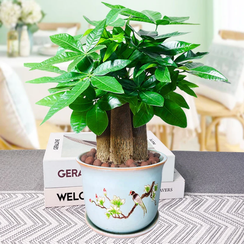 花知态发财树陶瓷盆栽室内办公室书桌绿植好养耐旱鲜活植物吸甲醛