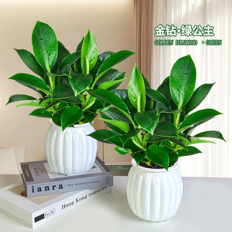【买一送一】大叶金钻绿公主室内办公桌面盆栽好养护鲜活美观绿植