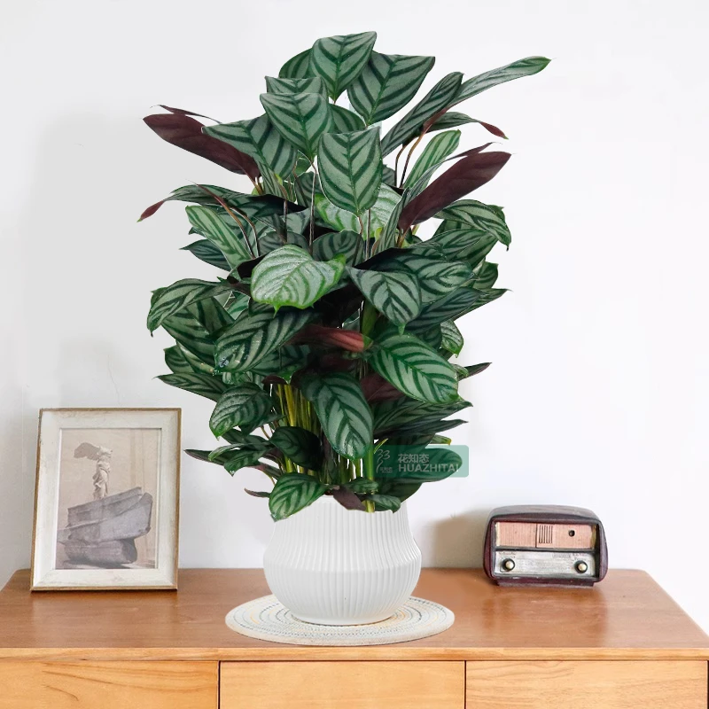 【飞羽竹芋】彩叶竹芋绿植盆栽室内客厅办公室前台美观内花卉植物