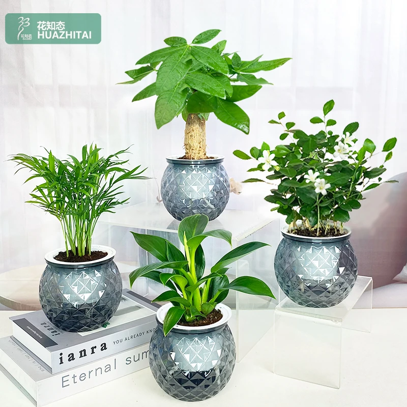 【买三送一】九里香 椰子 金钻 发财树室内桌面绿植物美观配盆栽