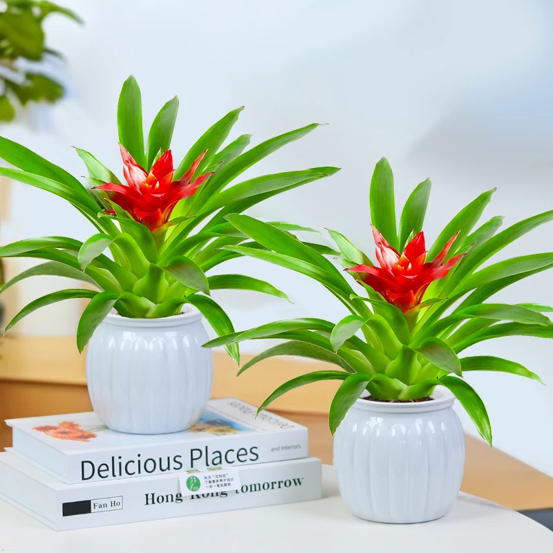 【拍一发二】鸿运当头小红星绿植盆栽室内办公室书桌美化懒人好养