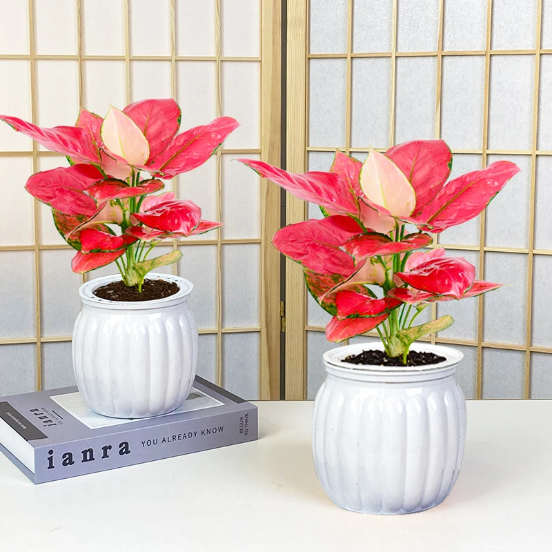 【拍一发二】吉利红色彩红如意室内办公桌面好养护观叶绿植美化配