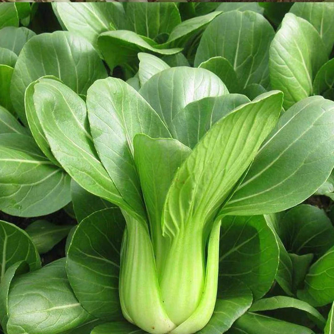 《罐哥甄选》油菜拍3发4斤