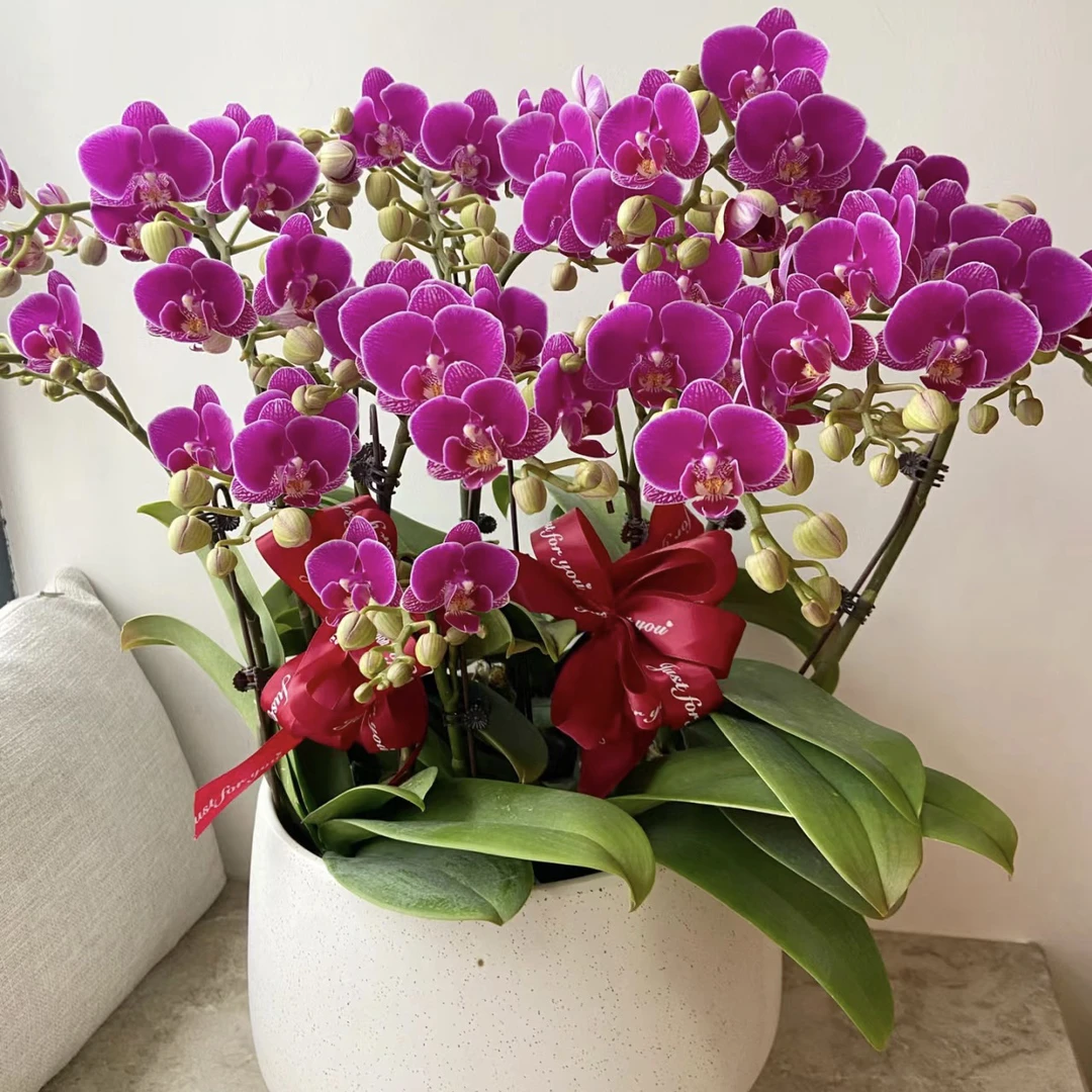 蝴蝶兰（红酒）3.0寸带花剑无花苞年宵花