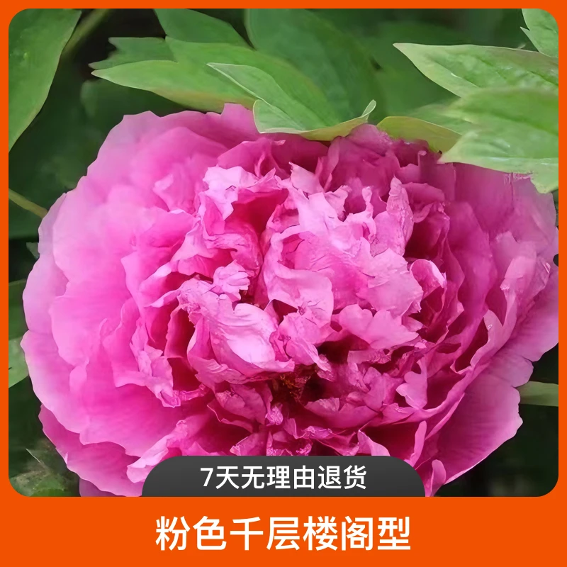 【俊艳红】粉色系牡丹千层楼阁型易养护分枝高富贵洛阳精品