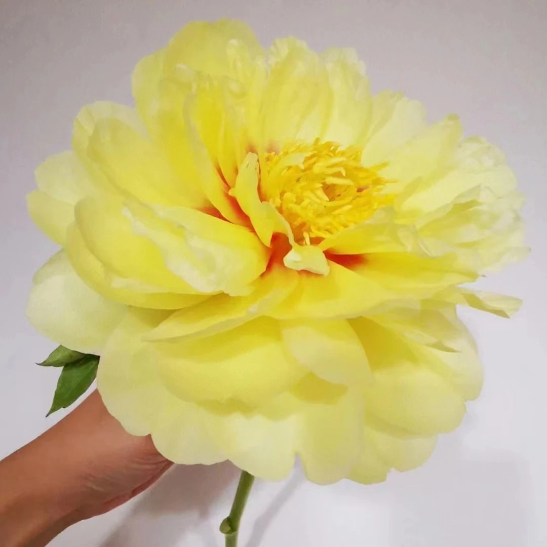 洛阳本土原株大苗芍药 伊藤巴茨拉  进口芍药黄色裸根重瓣
