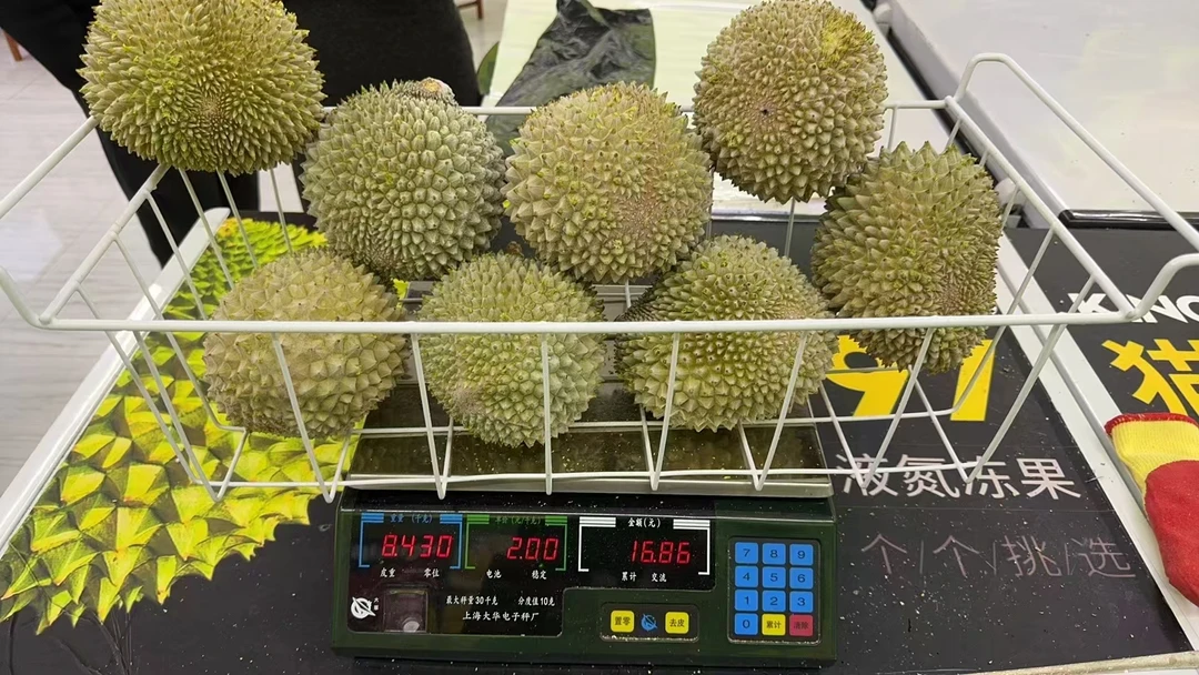 马来西亚D197猫山王榴莲试吃版99一个（保两房 很小适合时长介意勿拍）