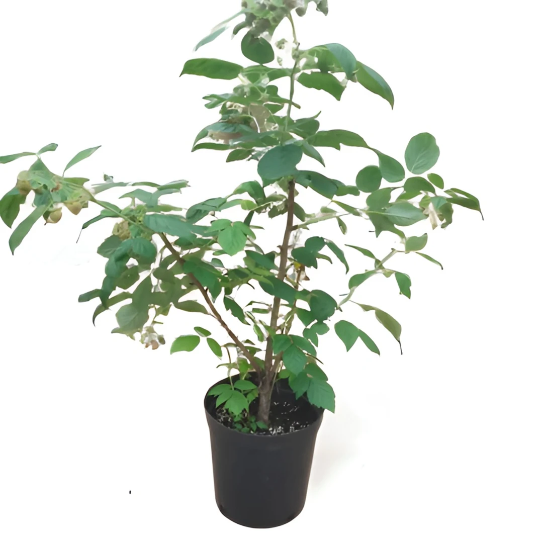广东红树莓覆盆子带花带果盆栽南北可种植耐高温