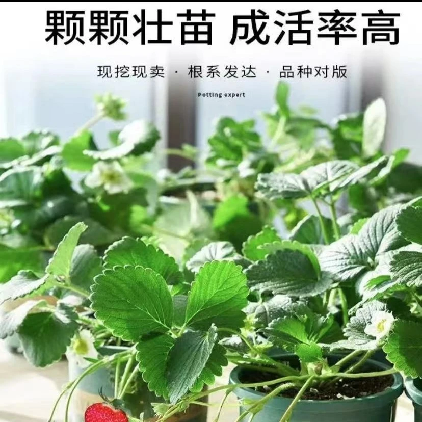 【中大】当季壮苗 粉玉草莓苗盆栽，带盆带土发货，无缓苗期
