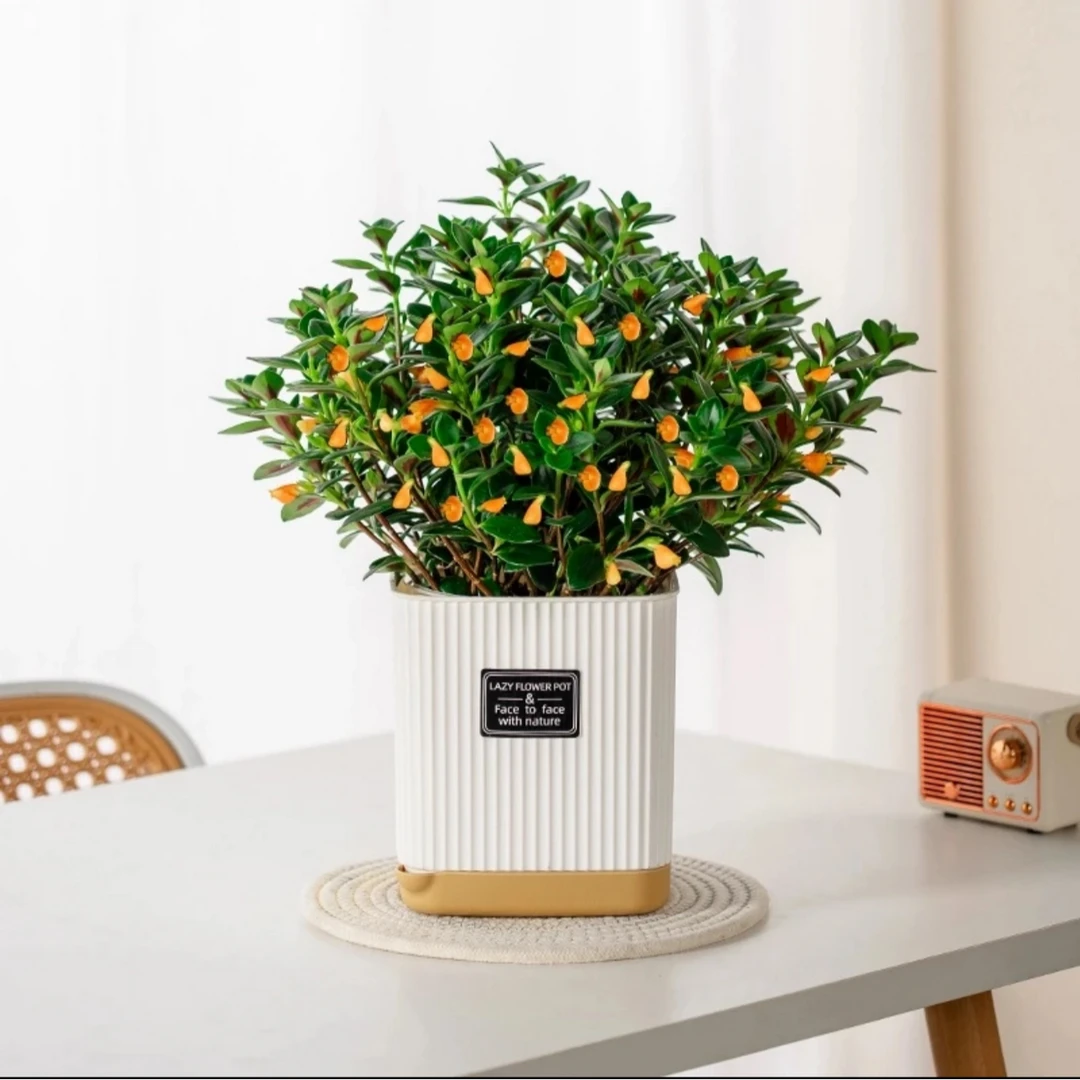 土培金鱼吊兰【送肥料】发货基地原盆原土发货室内好养耐旱的花卉